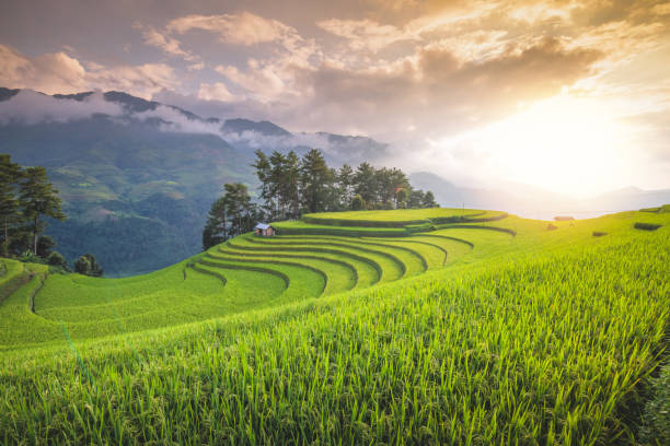 istock Sunset over green rice fields meadow with sunlight sky on terraced field at  sunset SAPA, Lao Cai, Vietnam. 1249727910