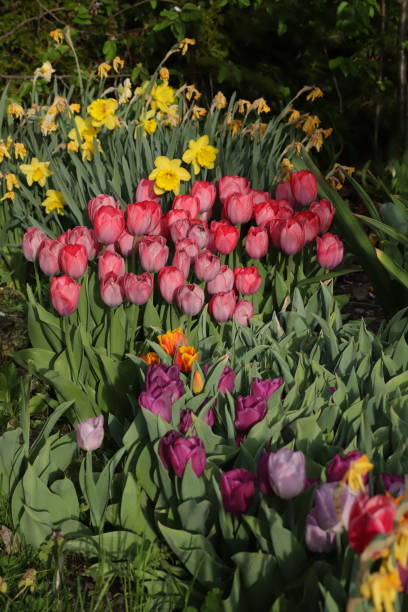 istock Narcissus and Tulip in Spring Season 1249727974