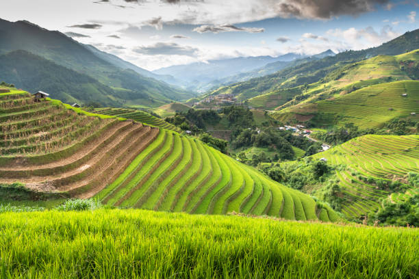 istock Sunset over green rice fields meadow with sunlight sky on terraced field at  sunset SAPA, Lao Cai, Vietnam. 1249728636