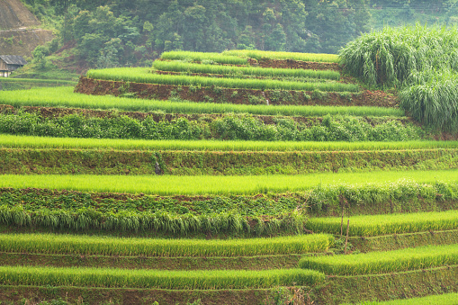Beautiful landscape green rice fields prepare the harvest at Northwest Vietnam on terraced sunset mountain at Mu Cang Chai, Yen Bai, Vietnam