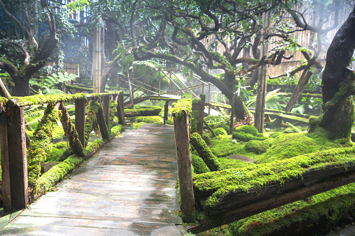 Green morning nature wooden bridge and moss tree with morning dew with sunlight background garden