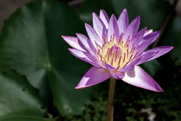 Photo of The waterlily(lotus) blooming in the sunlight in the morning.