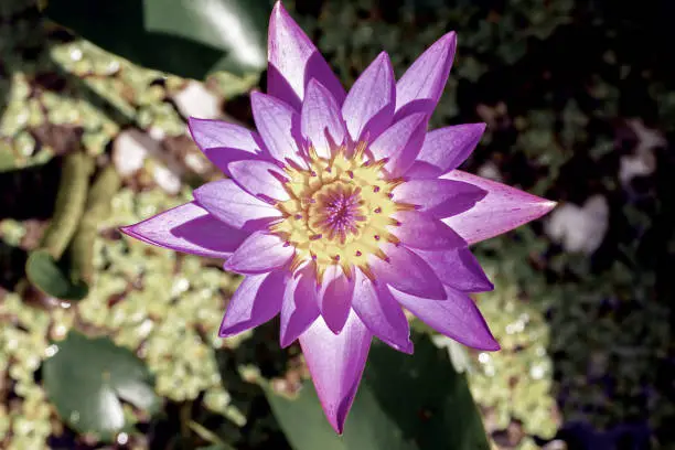 Photo of The waterlily(lotus) blooming in the sunlight in the morning.