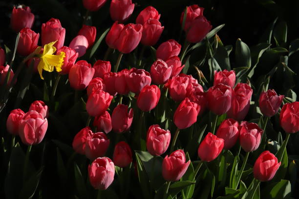narciso y tulip en la temporada de primavera - daffodil winter narcissus yellow single flower fotografías e imágenes de stock