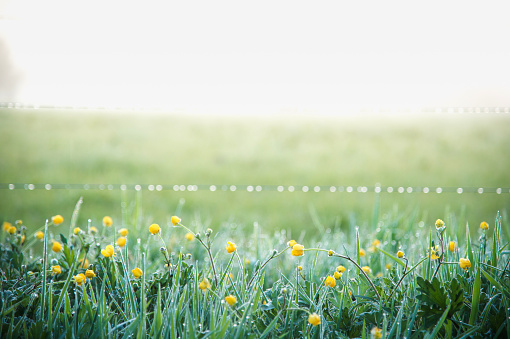 Green meadow flower minimal toned nature tree and grass  with morning dew with sunlight background copyspace