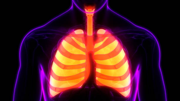 istock Human Respiratory System Lungs Anatomy 1249730825