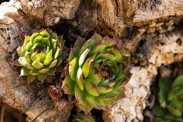Stone rose Sempervivum in the garden close-up. Beautiful evergreen flowers. Cultivation of ornamental plants. The decoration of the rock garden.