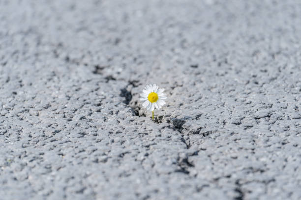 istock beautiful daisy grows through a crack in the asphalt 1249732620