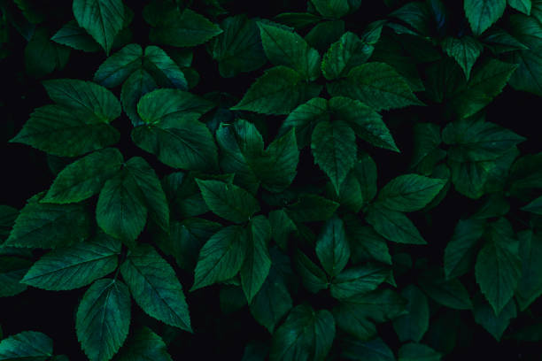 istock dark green leaves, abstract flora texture 1249732630