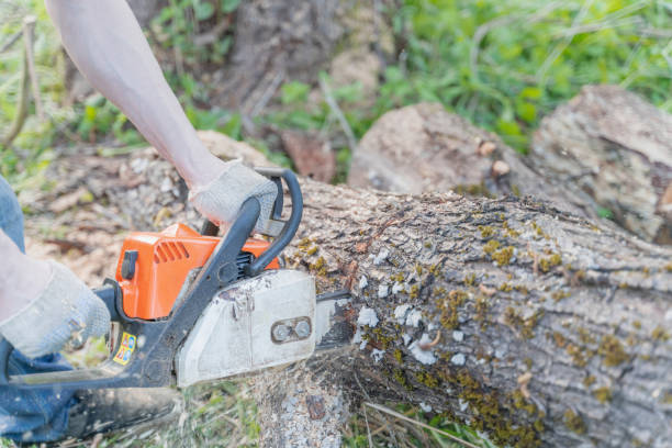 istock farmer sawing a tree felled by a hurricane chainsaw 1249732664