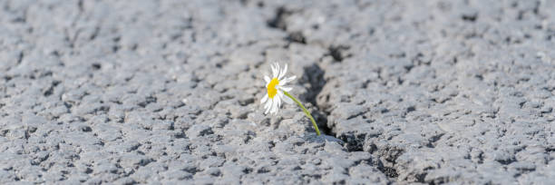 istock beautiful daisy grows through a crack in the asphalt 1249732705