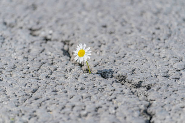 istock beautiful daisy grows through a crack in the asphalt 1249732735