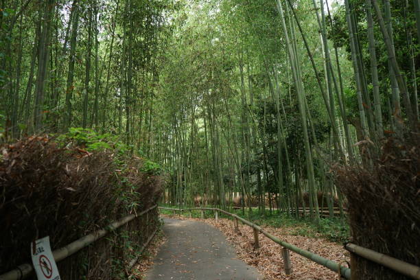 아라시야마 대나무 숲, 교토, 일본 - footpath single lane road bamboo bamboo shoot 뉴스 사진 이미지