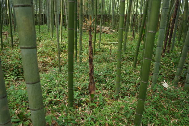 아라시야마 대나무 숲, 교토, 일본 - footpath single lane road bamboo bamboo shoot 뉴스 사진 이미지