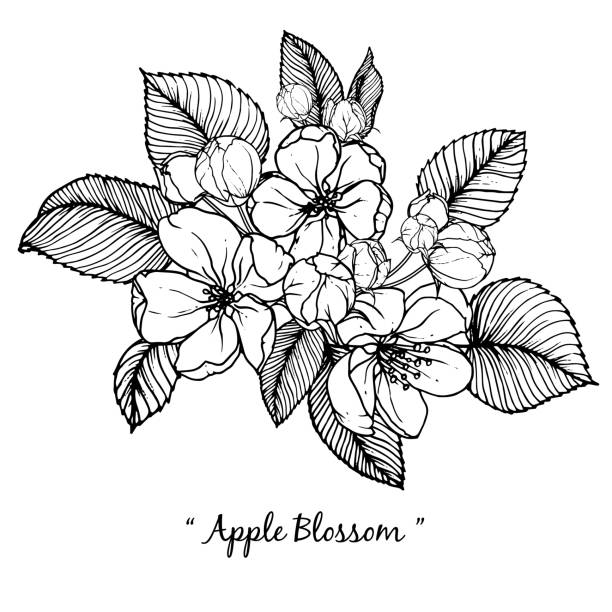 apple blossom apple blossom illustration on white background. apple blossom stock illustrations