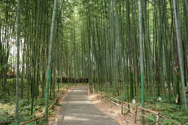 아라시야마 대나무 숲, 교토, 일본 - footpath single lane road bamboo bamboo shoot 뉴스 사진 이미지