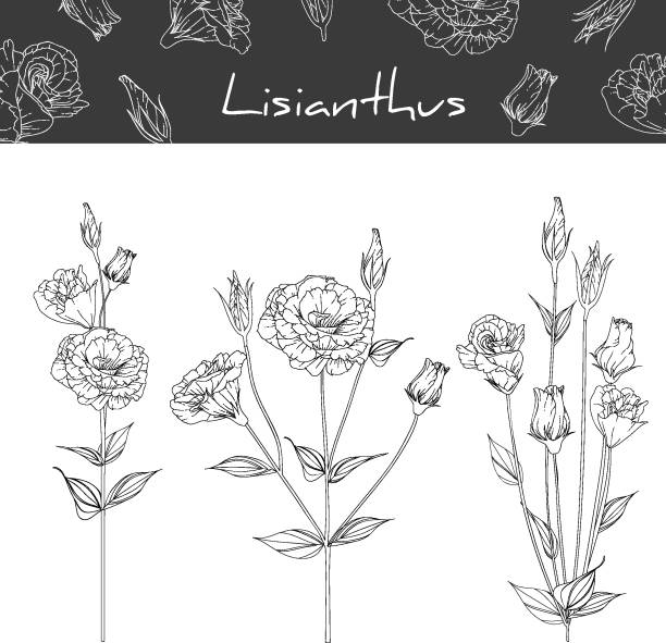 lisianthus mit linienkunst auf weißem hintergrund. - lisianthus stock-grafiken, -clipart, -cartoons und -symbole