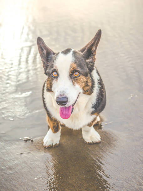 istock old dog on the beach. 1249733871