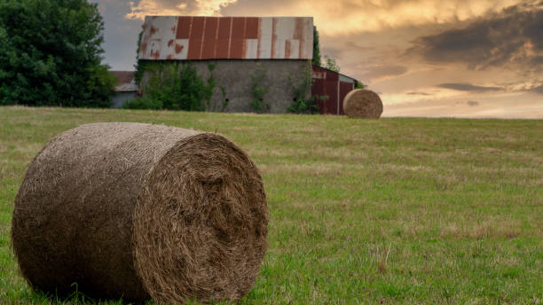 istock Straw bales on farmland in a  summertime 1249736242