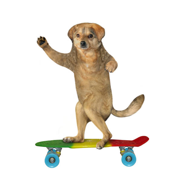 istock Dog standing on skateboard 1249737460