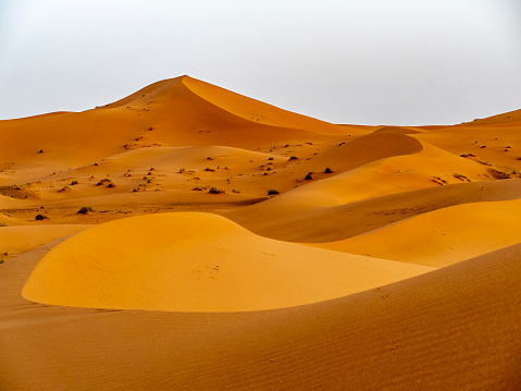 Camels resting during break time at short tourist tour around the beginning of Sahara desert in Douz, Tunisia.