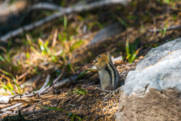 istock golden mantled squirrel on the ground 1249738529