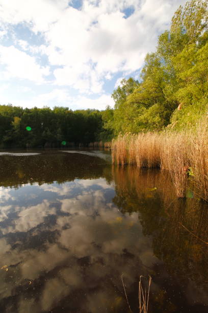 istock Small lake in the nature 1249738877