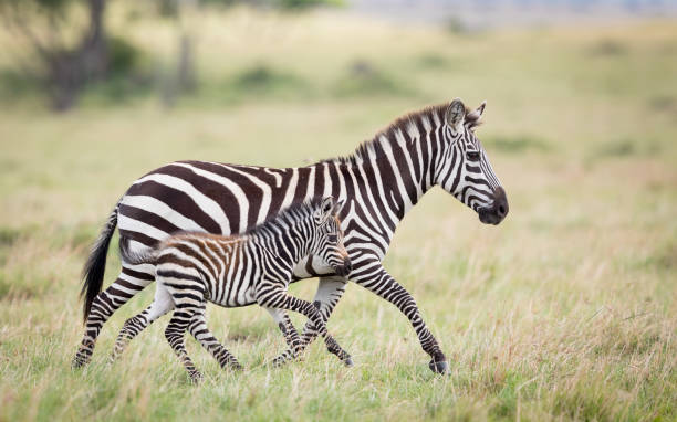 zebra-mutter und baby laufen nebeneinander in masai mara kenia - zebra walk stock-fotos und bilder