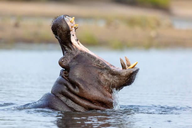 fermez-vous vers le haut du bâillement d’hippopotame dans la rivière chobe botswana - animal hippopotamus africa yawning photos et images de collection
