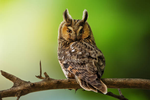 istock Wildlife scene with beautiful long eared owl 1249741604