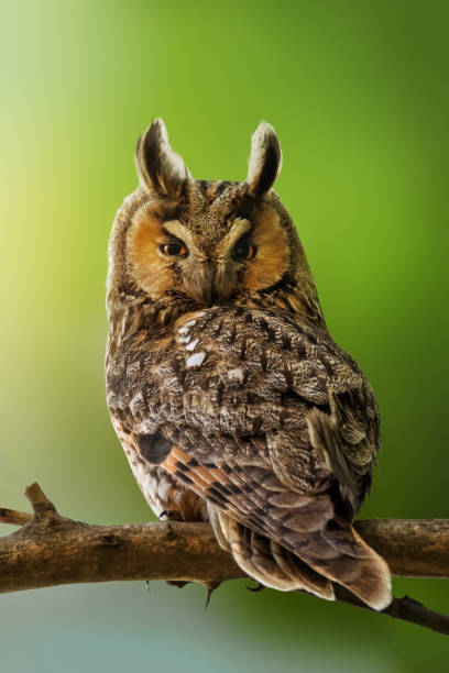istock Wildlife scene with beautiful long eared owl 1249741676