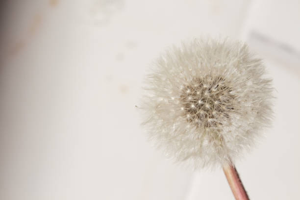 dandelion on a white background with shadows. Abstraction from natural materials. Background with dry plants