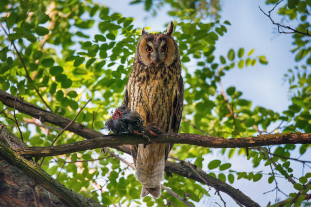 istock Long eared owl holds dead starling 1249741936