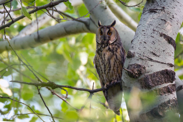 istock Wildlife scene with beautiful long eared owl 1249741964