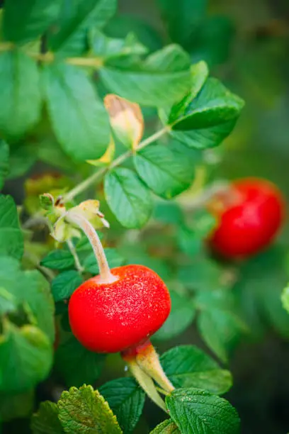 Close Up Red Rose Hip Or Rosehip. Rose Hips Contain Large Amounts Of Vitamins, Especially Vitamin C And Vitamins P And K, Flavonoids, Carotenoids, Tannins, Pectins