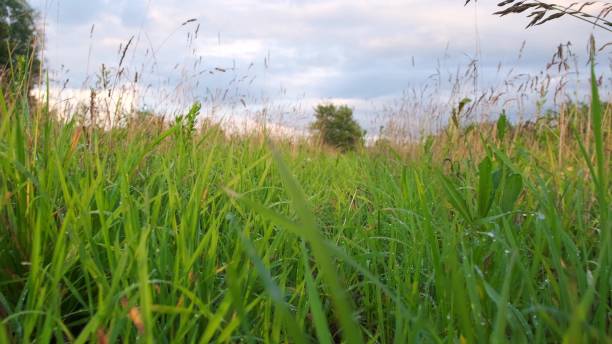 istock Follow Walk Green Grass Foot View 1249743796