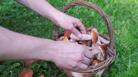 Basket with mushrooms standing near on the grass.