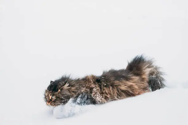Photo of Funny Fluffy Siberian Cat Kitty Standing In Snowy Snowdrift In Winter Park. Gorgeous Adorable Russian Breed Cat. Popular Pet