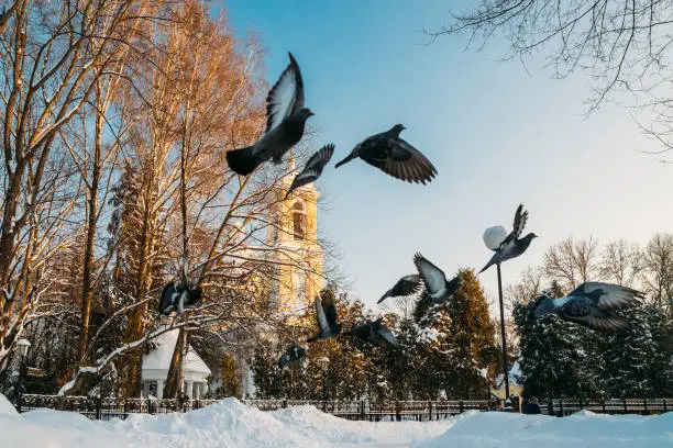 Photo of Gomel, Belarus. Winter City Park. Pigeons Doves Birds Are Flying Near Peter And Paul Cathedral In Sunny Winter Day. Famous Local Landmark In Snow