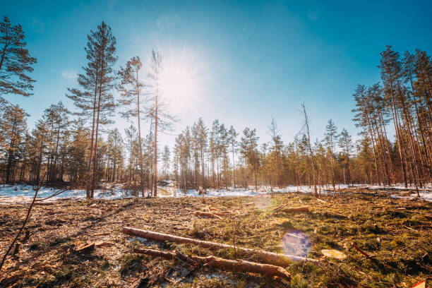 istock Fallen Tree Trunks In Deforestation Area. Pine Forest Landscape In Sunny Spring Day. Green Forest Deforestation Area Landscape 1249744472