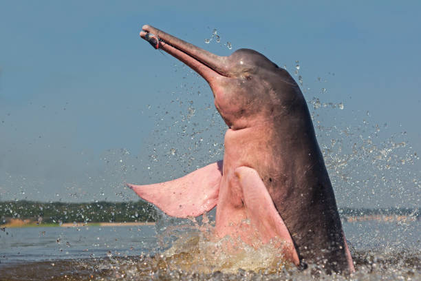 Amazon River Dolphin Amazon River Dolphin on Rio Negro rio negro brazil stock pictures, royalty-free photos & images