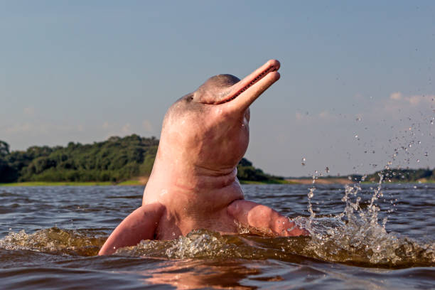 Amazon River Dolphin Amazon River Dolphin on Rio Negro freshwater photos stock pictures, royalty-free photos & images