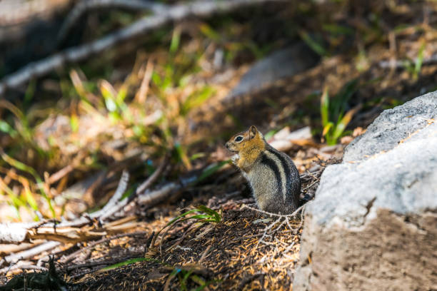istock golden mantled squirrel on the ground 1249746112