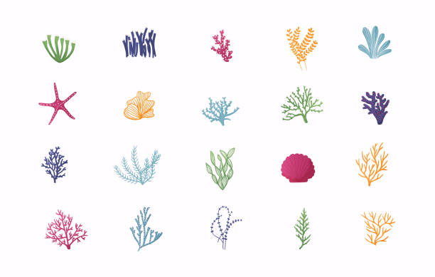 illustrazioni stock, clip art, cartoni animati e icone di tendenza di set vettoriale di piante marine e alghe d'acquario. - seaweed sea pattern green