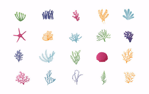바다 식물과 수족관 해초 벡터 세트. - seaweed stock illustrations
