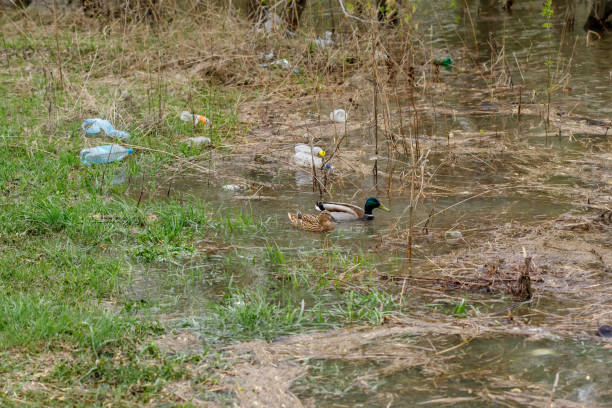 istock Ducks swimming in a river with waste bottles, plastic pollution 1249747675