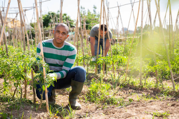 istock Indian gardener tying up tomato plants in garden 1249748131