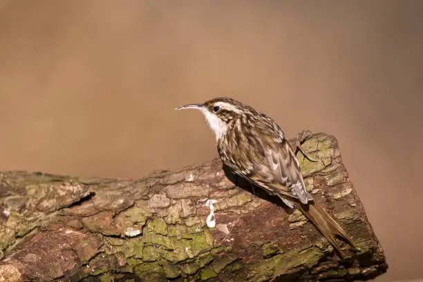 Common Treecreeper on a tree