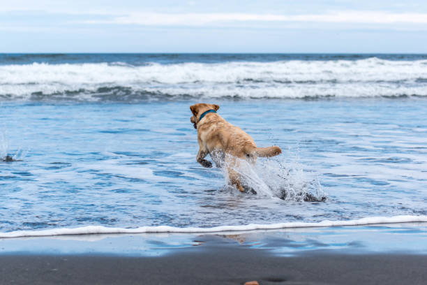 istock Dog running out to sea 1249749741