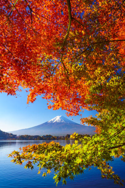 가을에 붉은 단풍나무가 있는 산 후지, 일본 가와구치코 호수 - volcano lake blue sky autumn 뉴스 사진 이미지